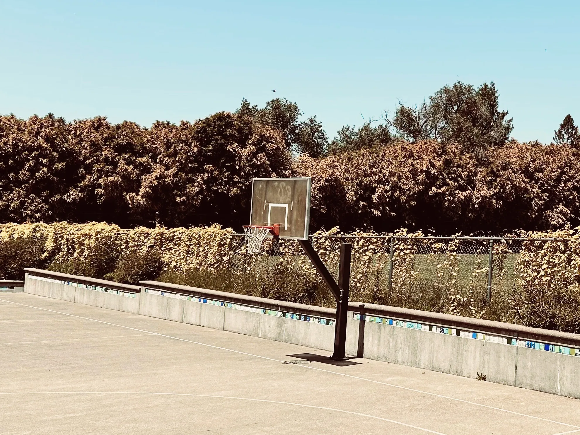Basketball hoop on an outdoor court lined with hedges
